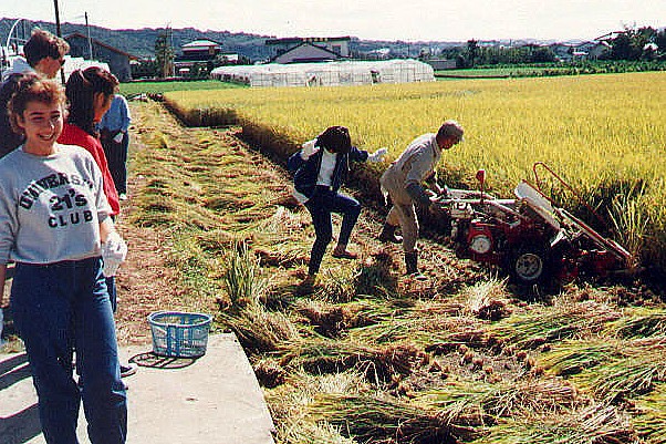 rice harvest in OMURA